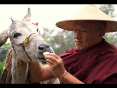 Dzongsar Khyentse Rinpoche feeding a donkey.